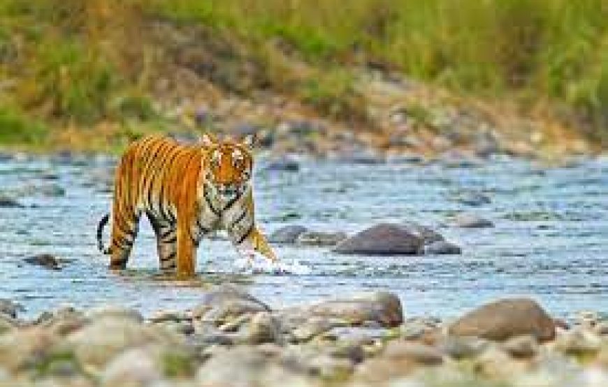 2 Nights and 3 Days Jim Corbett Tour Package